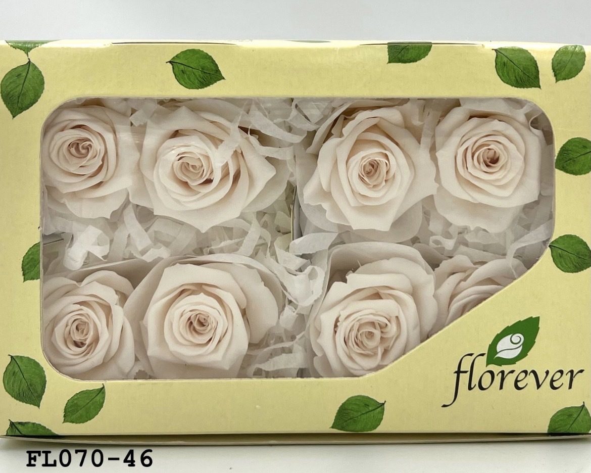 日本不凋中輪玫瑰(8朵) FL070-46