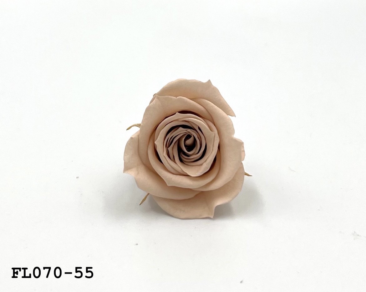 日本不凋中輪玫瑰(8朵) FL070-55