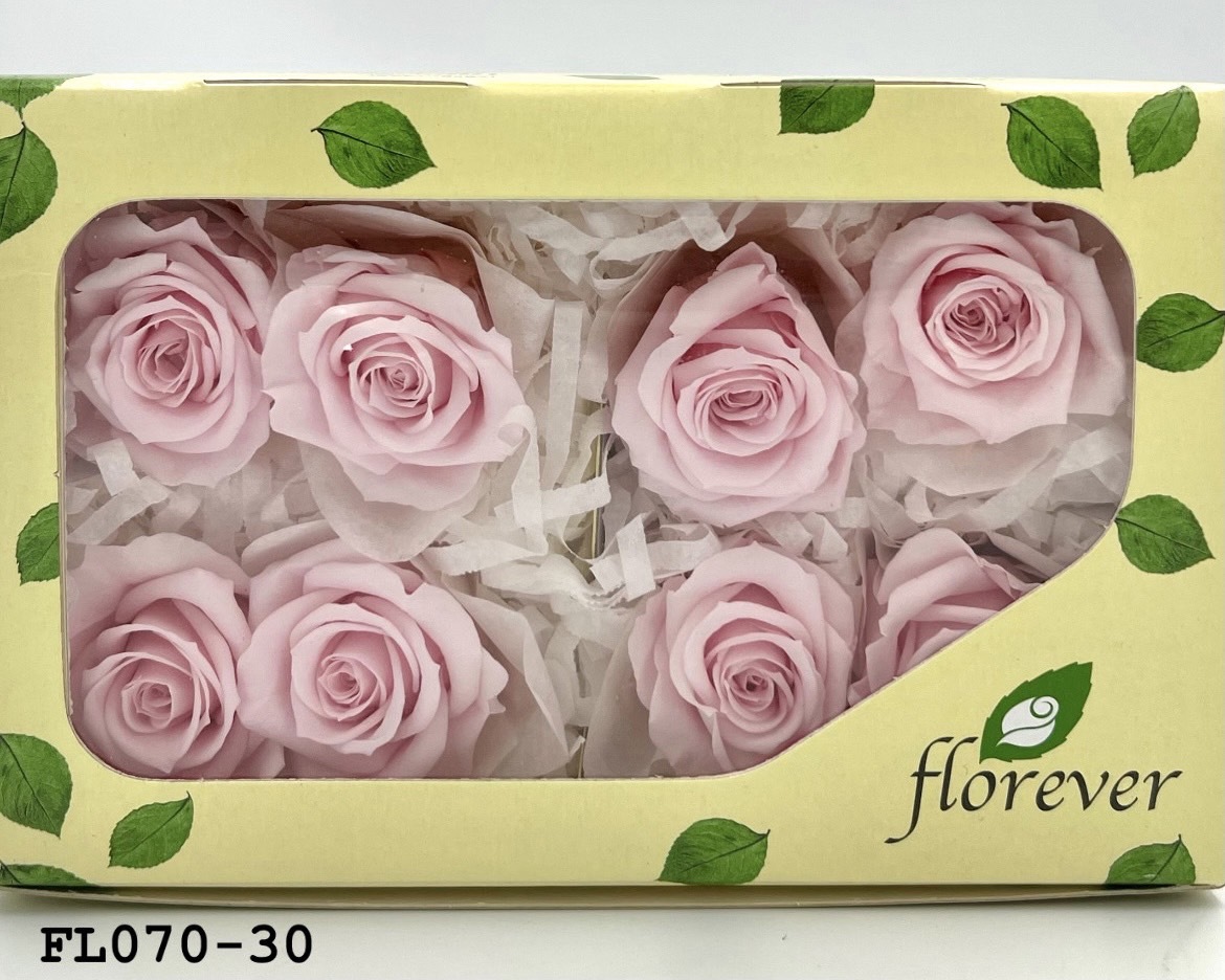 日本不凋中輪玫瑰(8朵) FL070-30