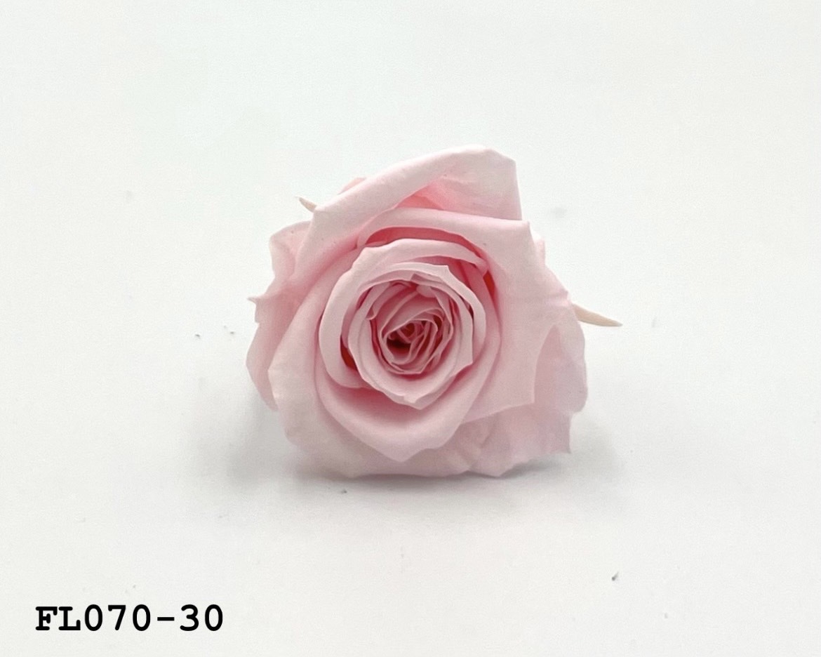 日本不凋中輪玫瑰(8朵) FL070-30