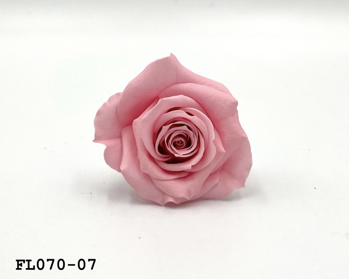 日本不凋中輪玫瑰(8朵) FL070-07