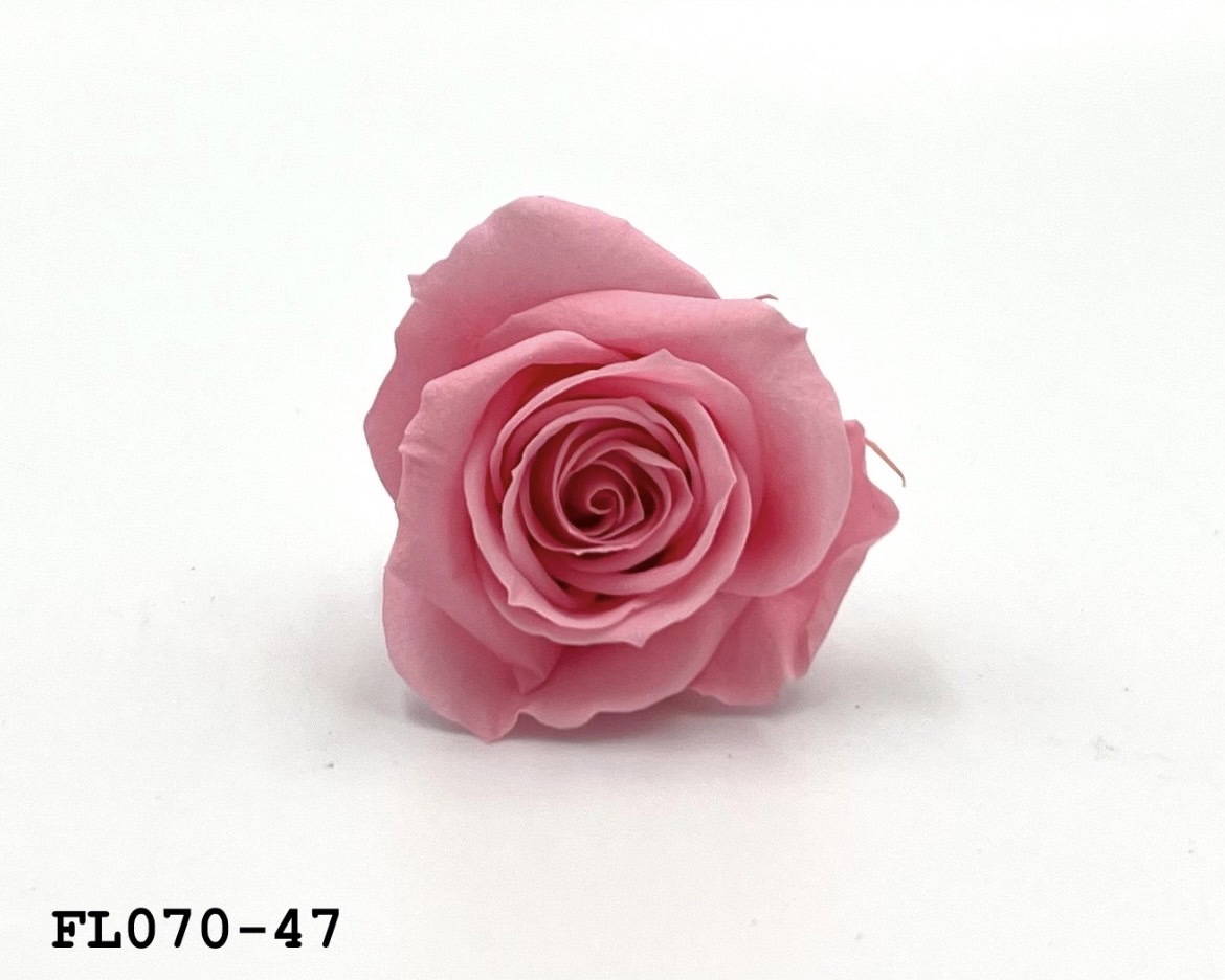 日本不凋中輪玫瑰(8朵) FL070-47