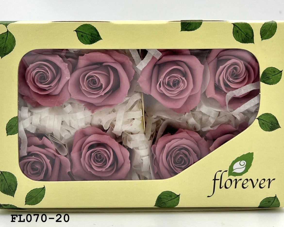 日本不凋中輪玫瑰(8朵) FL070-20