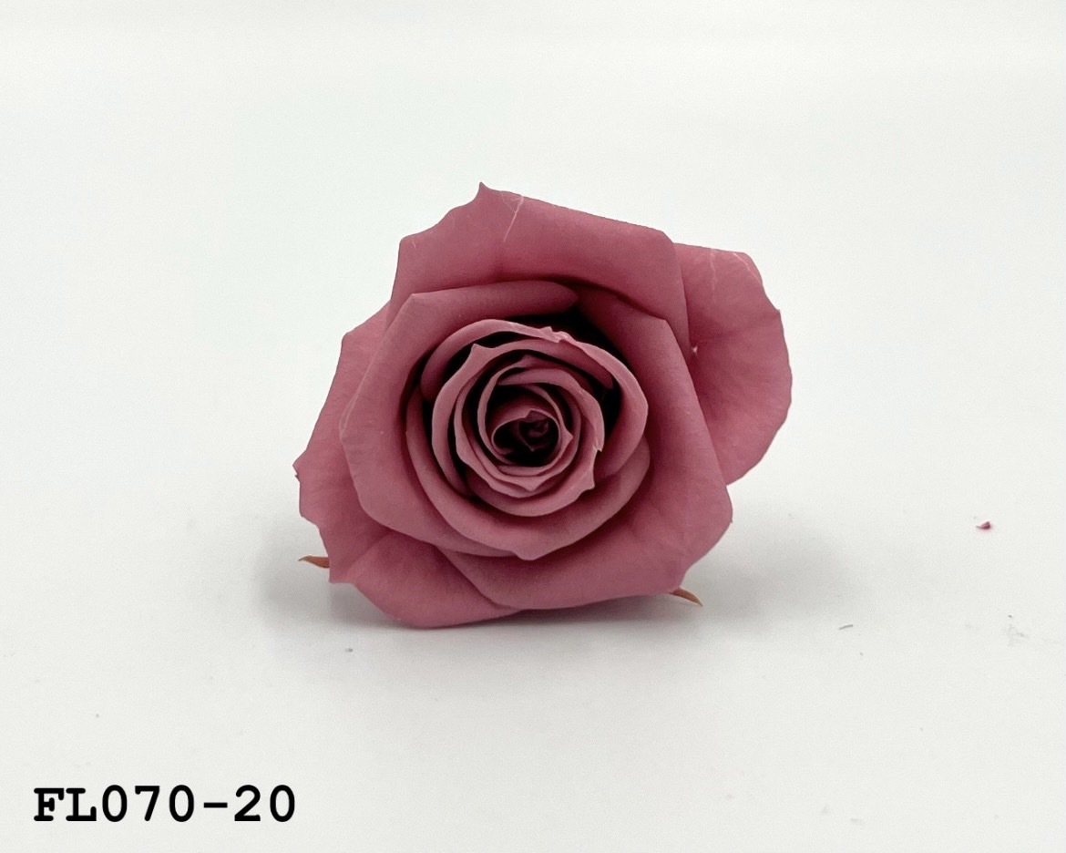 日本不凋中輪玫瑰(8朵) FL070-20