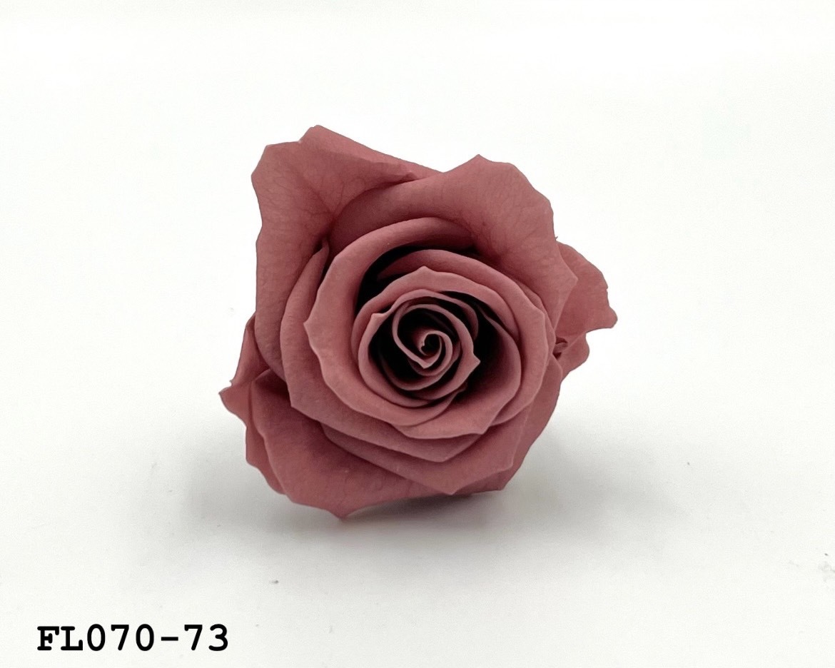 日本不凋中輪玫瑰(8朵) FL070-73