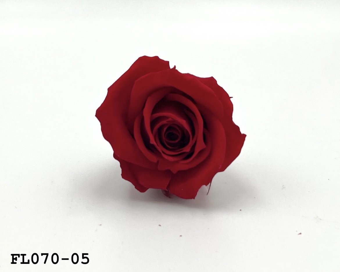 日本不凋中輪玫瑰(8朵) FL070-05