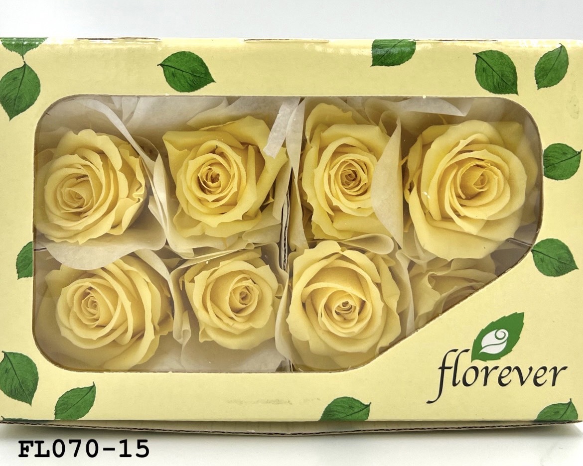 日本不凋中輪玫瑰(8朵) FL070-15