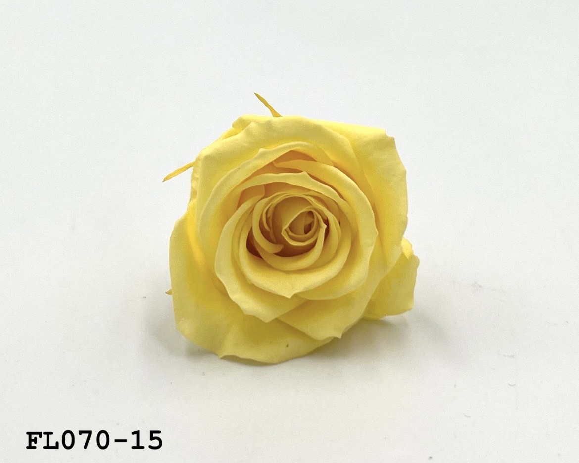 日本不凋中輪玫瑰(8朵) FL070-15