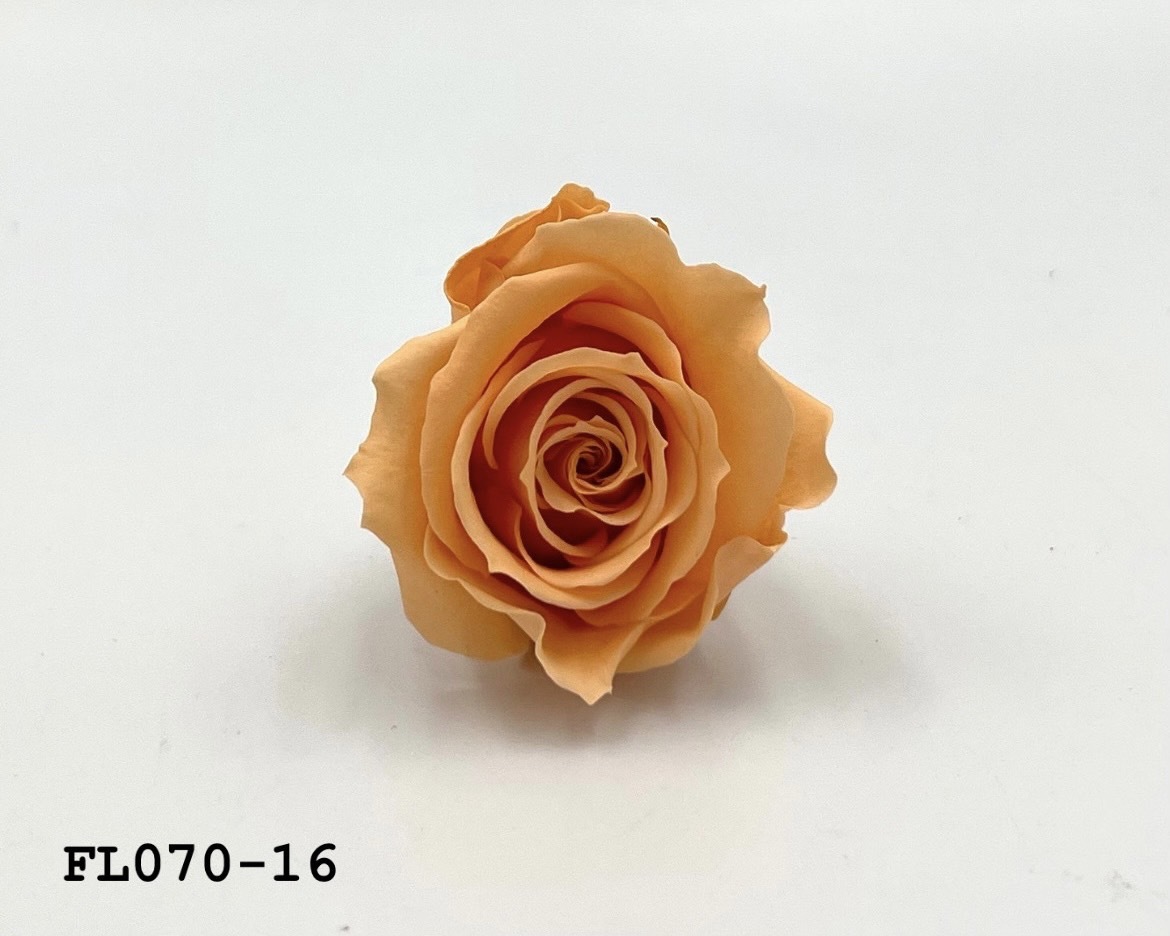 日本不凋中輪玫瑰(8朵) FL070-16