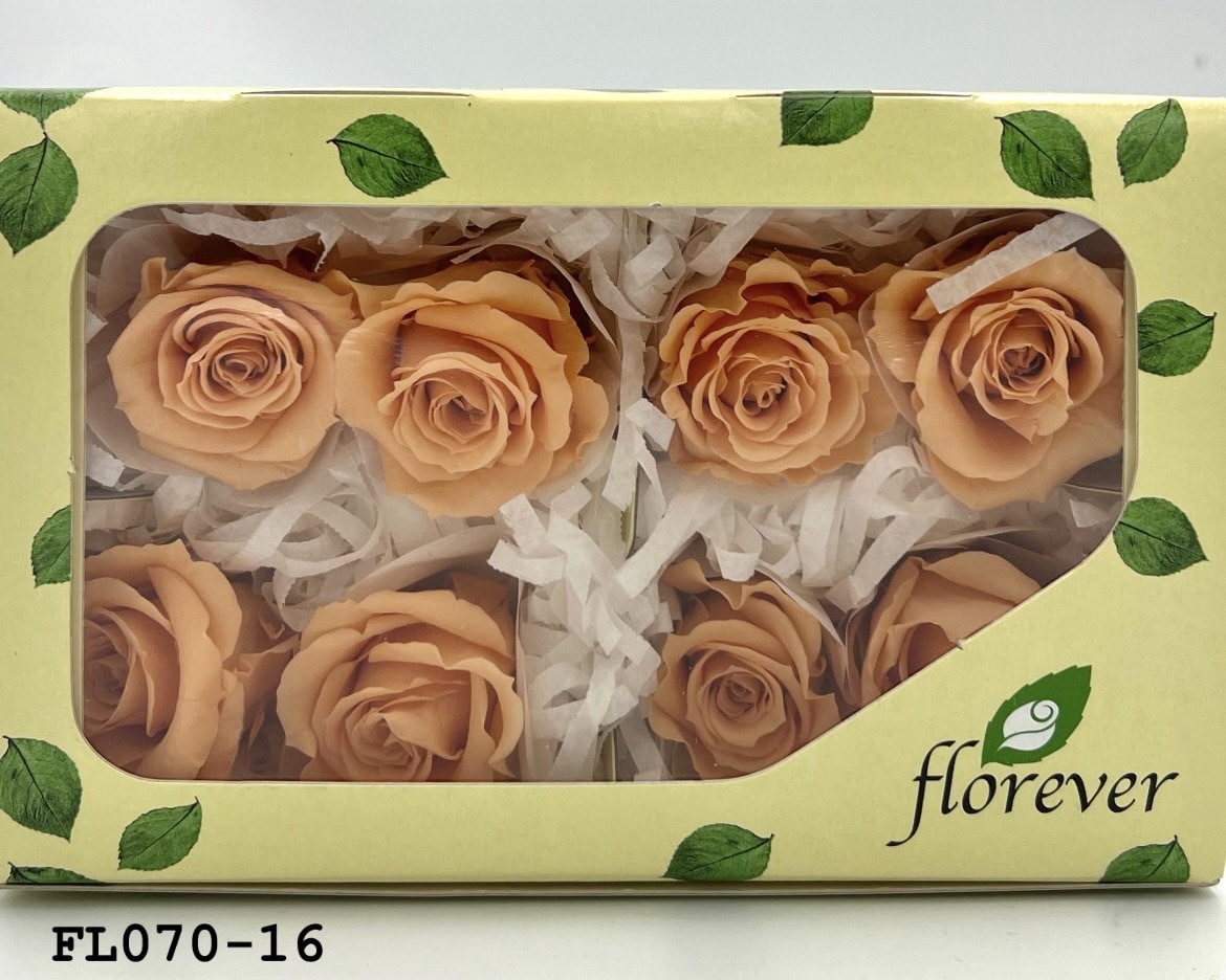 日本不凋中輪玫瑰(8朵) FL070-16