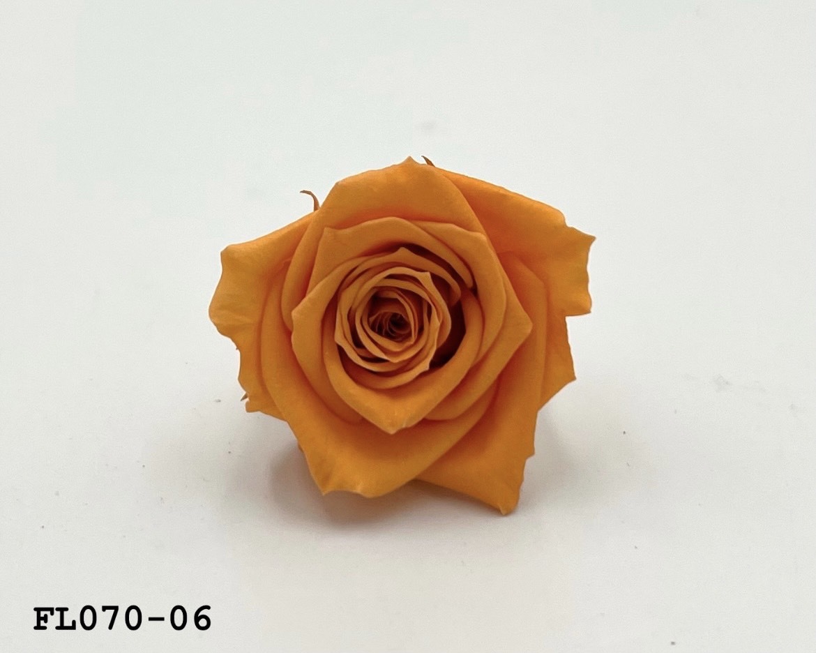 日本不凋中輪玫瑰(8朵) FL070-06