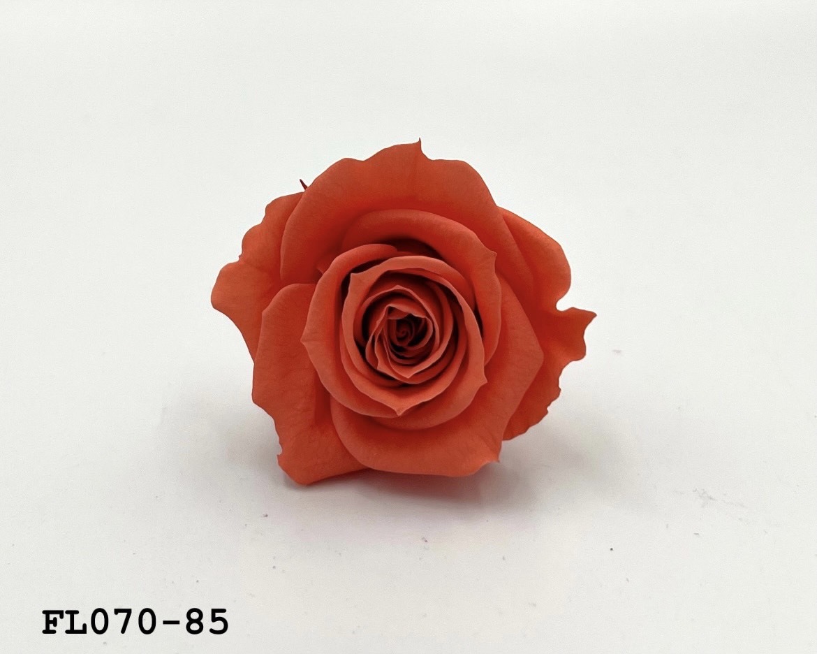 日本不凋中輪玫瑰(8朵) FL070-85