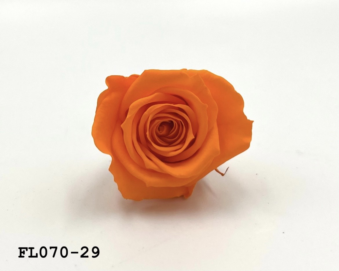 日本不凋中輪玫瑰(8朵) FL070-29