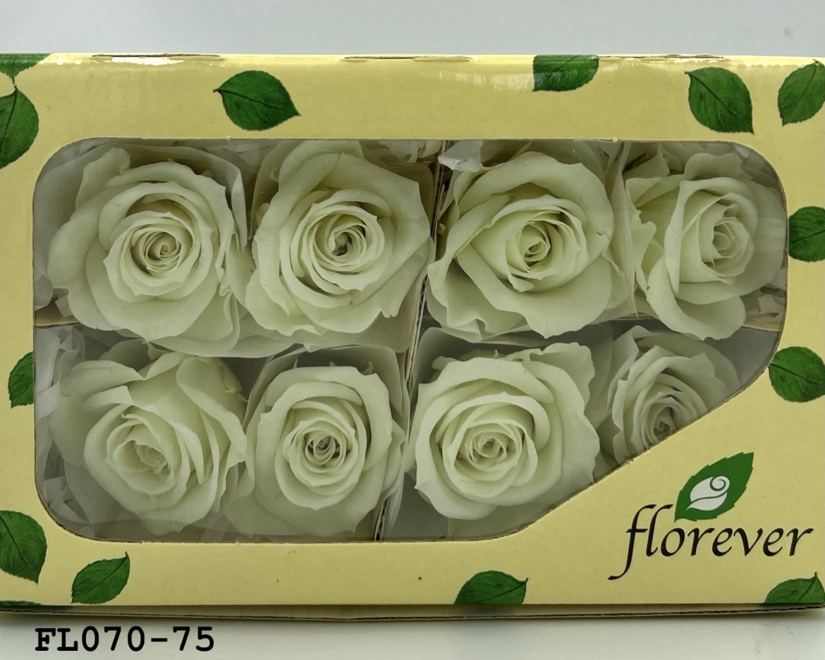 日本不凋中輪玫瑰(8朵) FL070-75