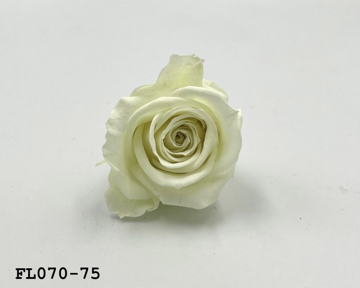 日本不凋中輪玫瑰(8朵) FL070-75