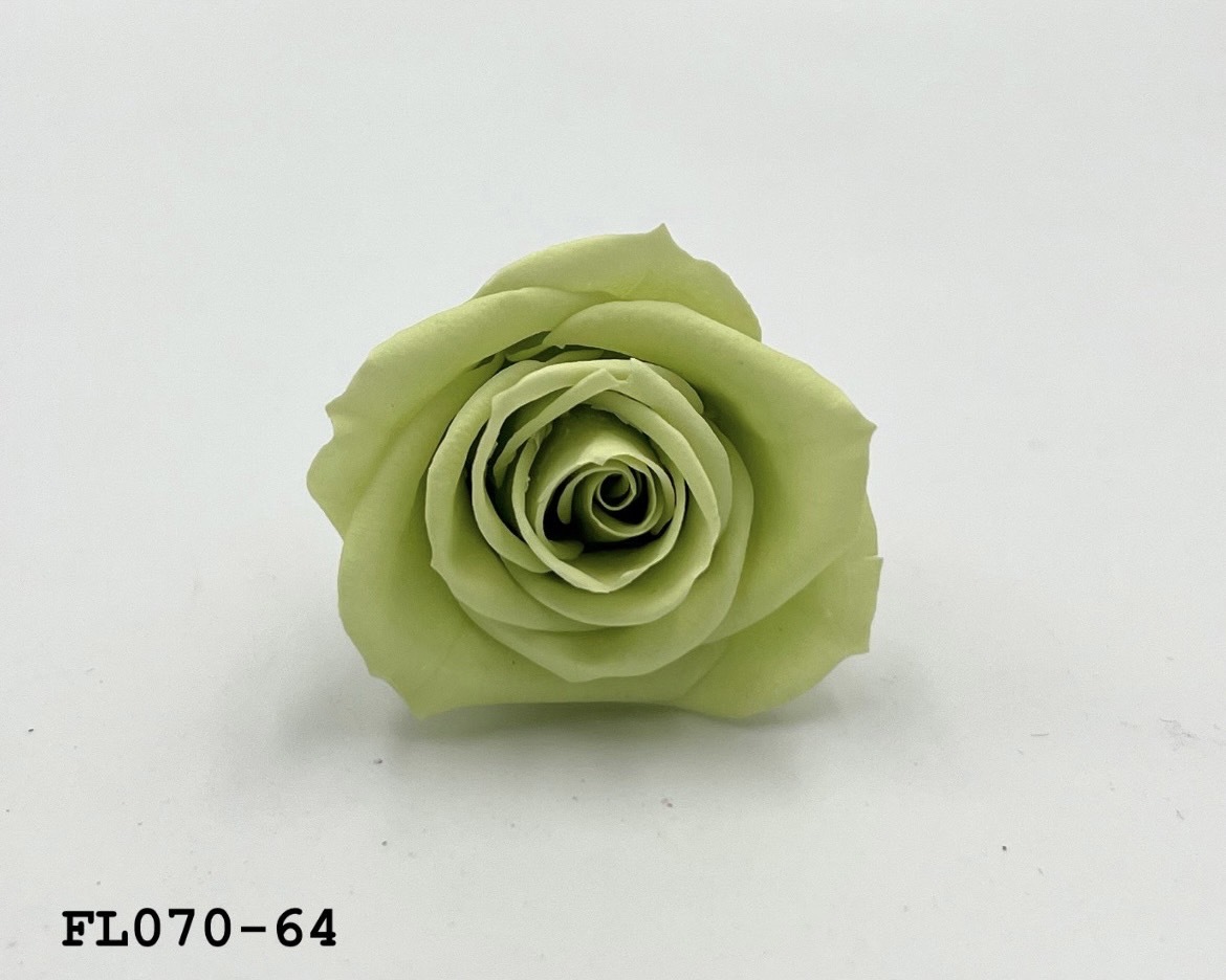 日本不凋中輪玫瑰(8朵) FL070-64