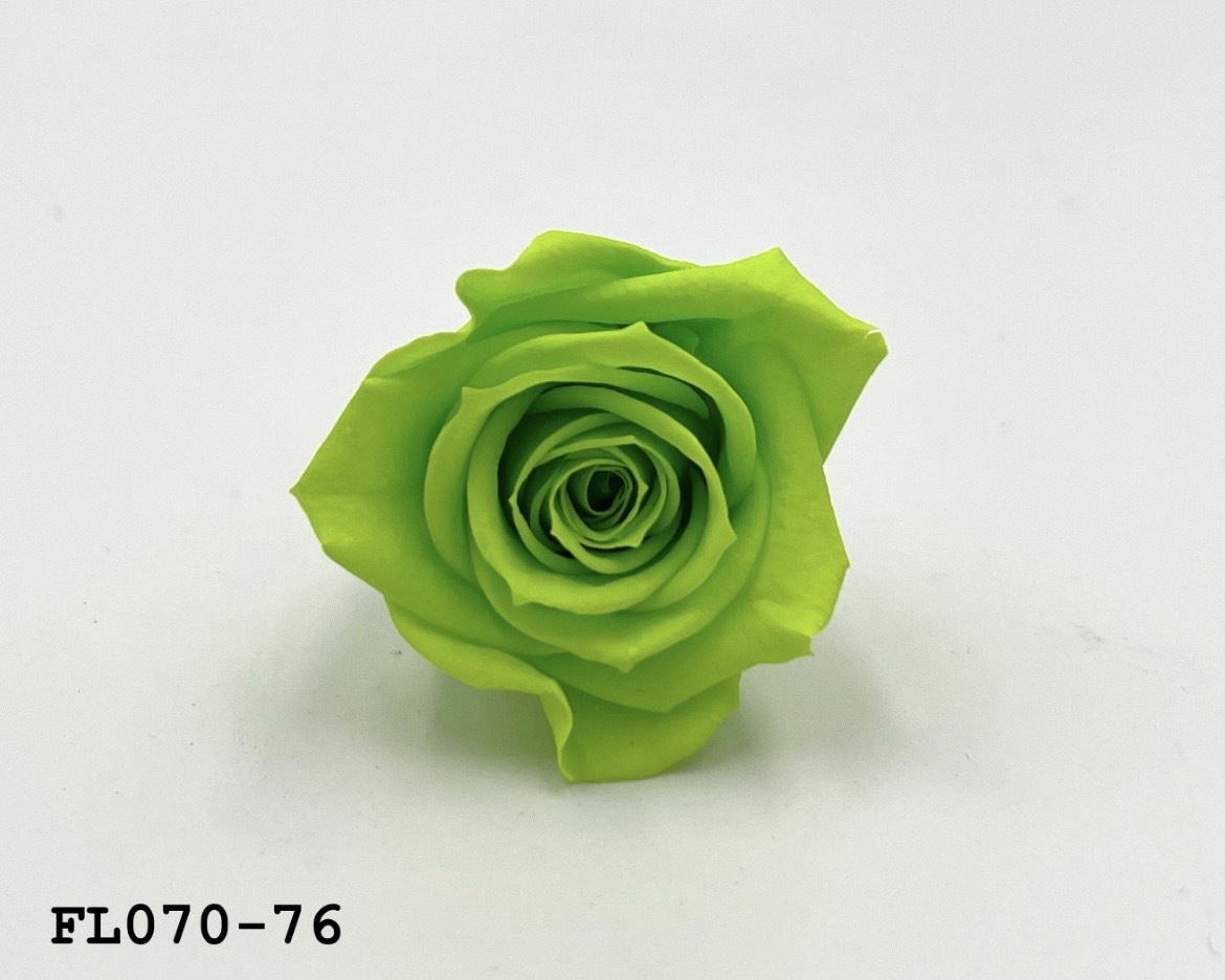 日本不凋中輪玫瑰(8朵) FL070-76