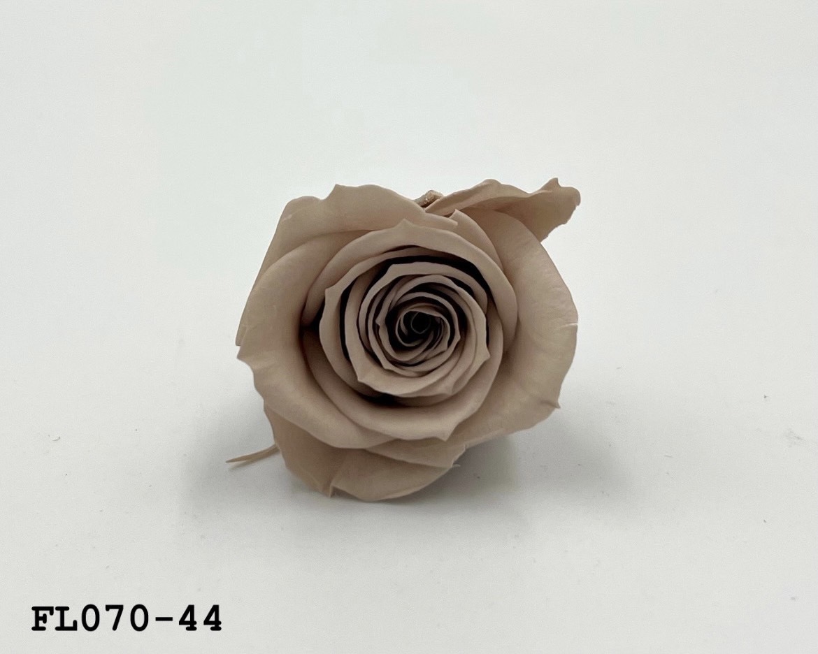 日本不凋中輪玫瑰(8朵) FL070-44