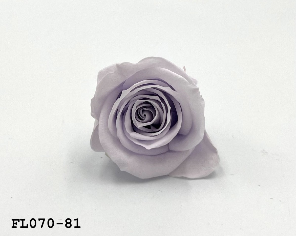 日本不凋中輪玫瑰(8朵) FL070-81