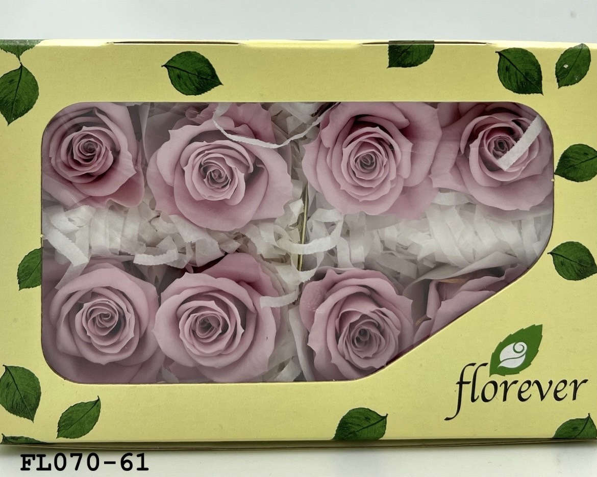 日本不凋中輪玫瑰(8朵) FL070-61