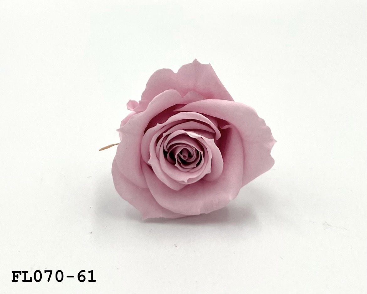 日本不凋中輪玫瑰(8朵) FL070-61