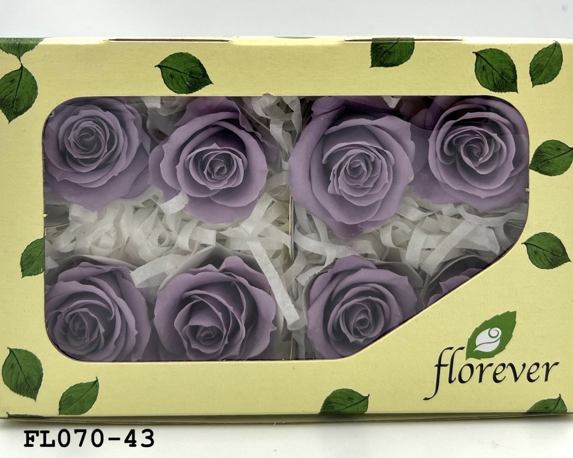 日本不凋中輪玫瑰(8朵) FL070-43