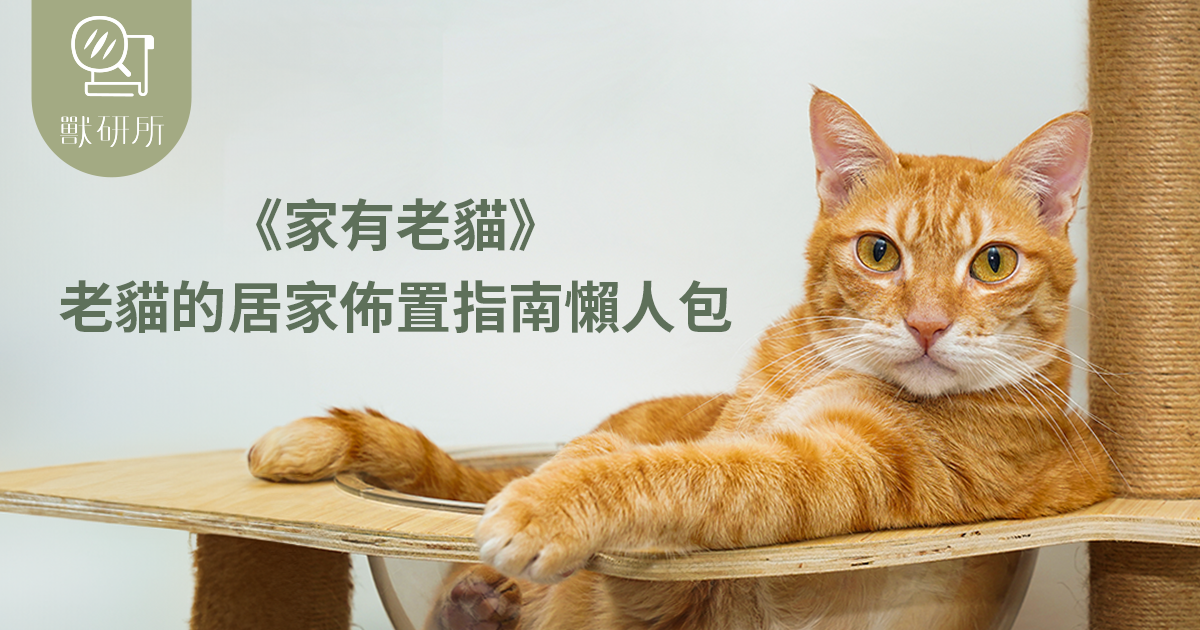 獸研所_Vet-Institute_老貓居家佈置-senior-cat-home-design