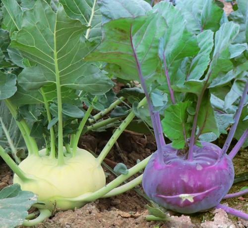 Local Organic Kohlrabi (BAG)