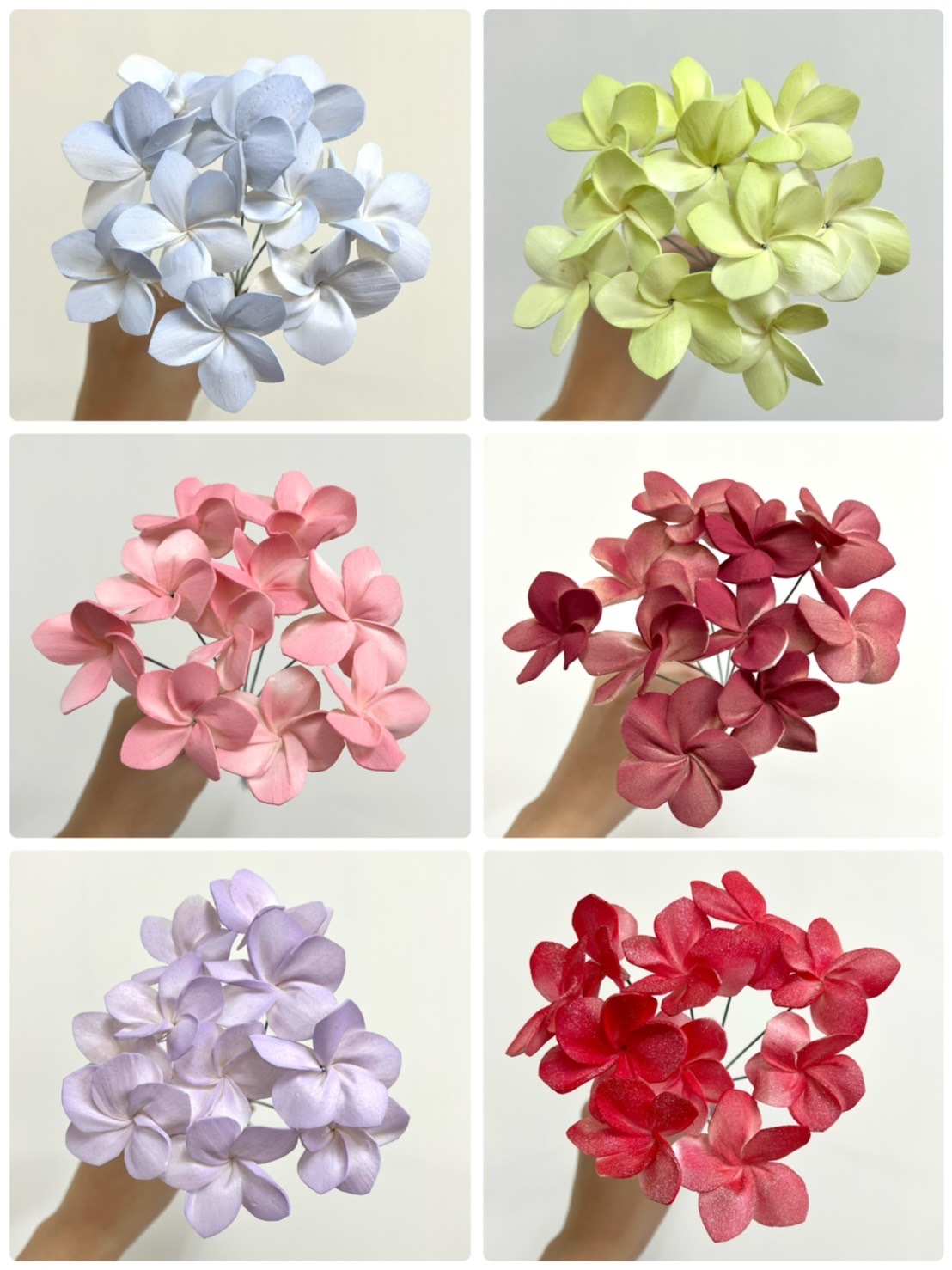 泰國索拉 雞蛋花 4CM <十支一把> (高品質)