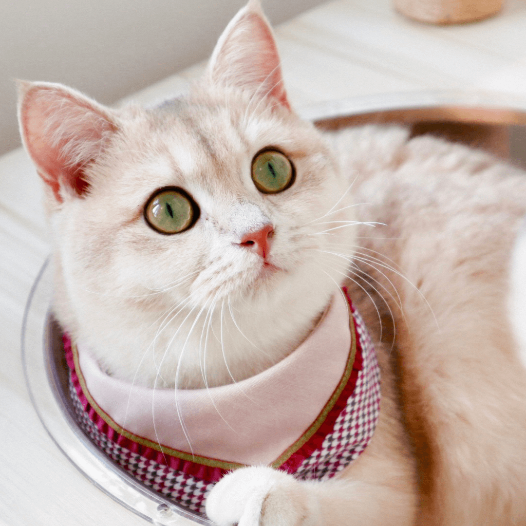 寵物領巾, 貓咪領巾, 貓領巾