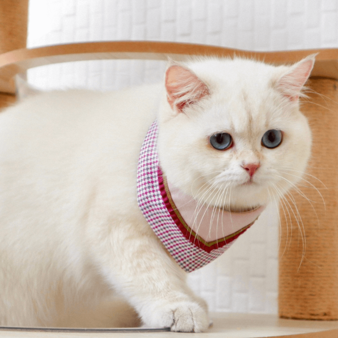 寵物領巾,  貓咪領巾, 貓領巾