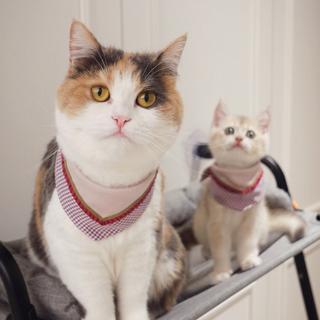 寵物領巾, 貓咪領巾, 貓領巾