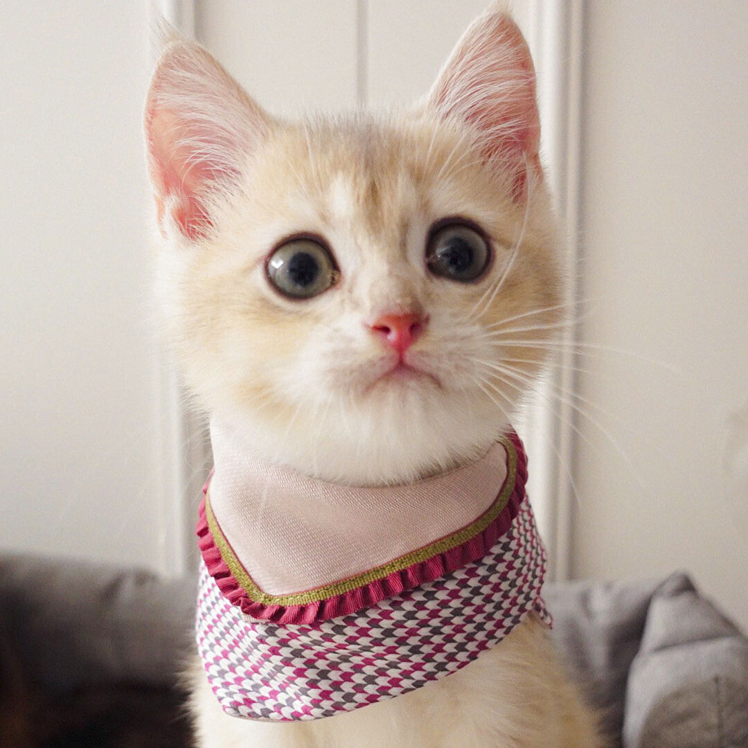 寵物領巾, 貓咪領巾, 貓領巾