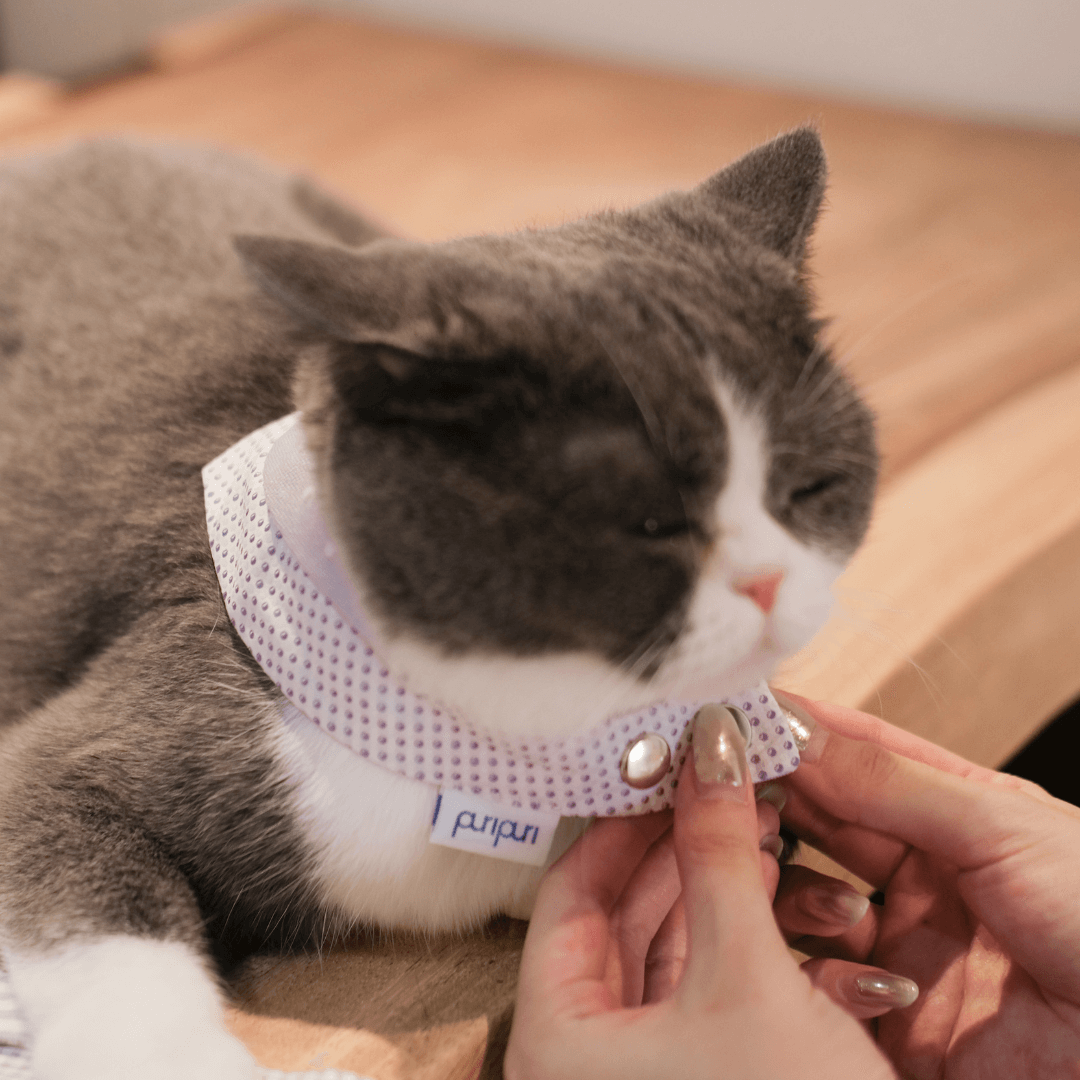 寵物領巾, 貓咪領巾, 貓領巾