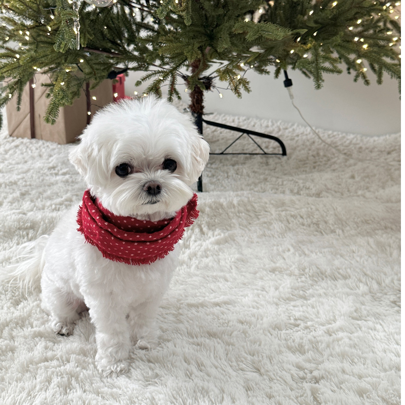 EYOU 雪點點圍巾