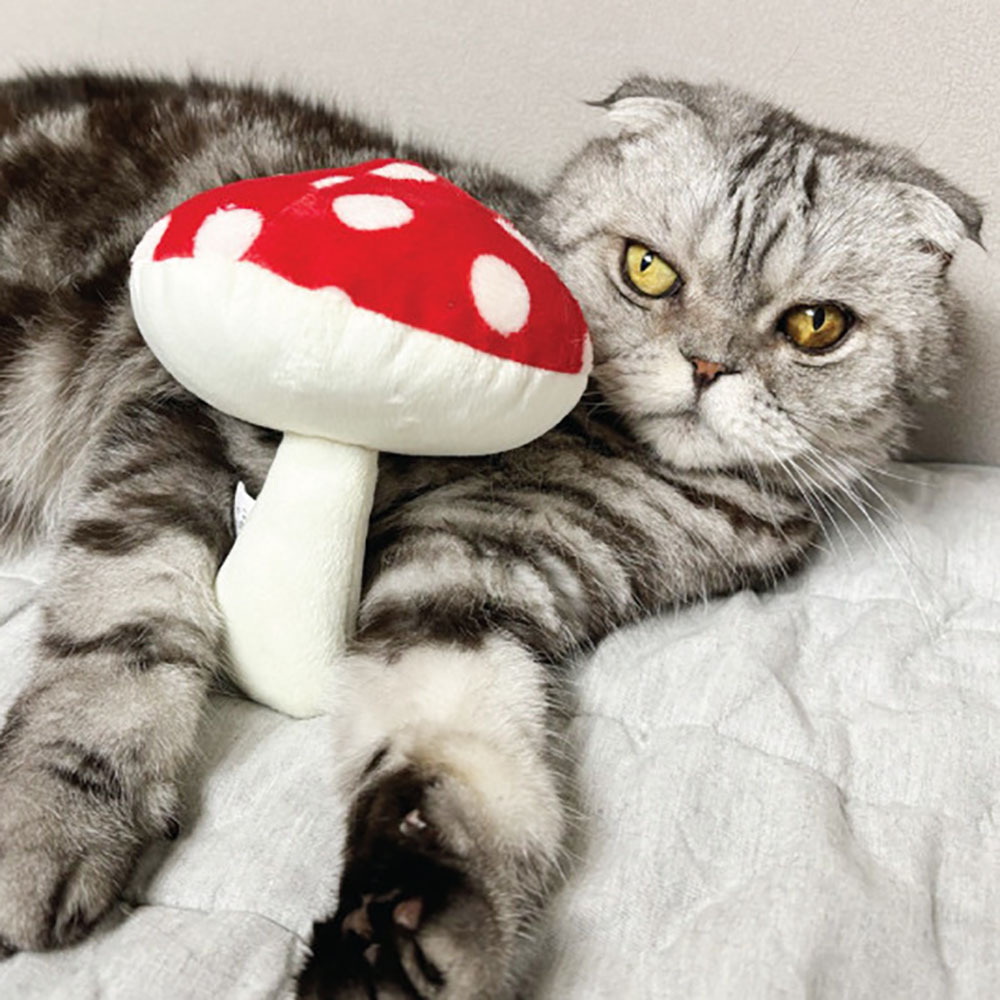 blank day｜ 能量蘑菇