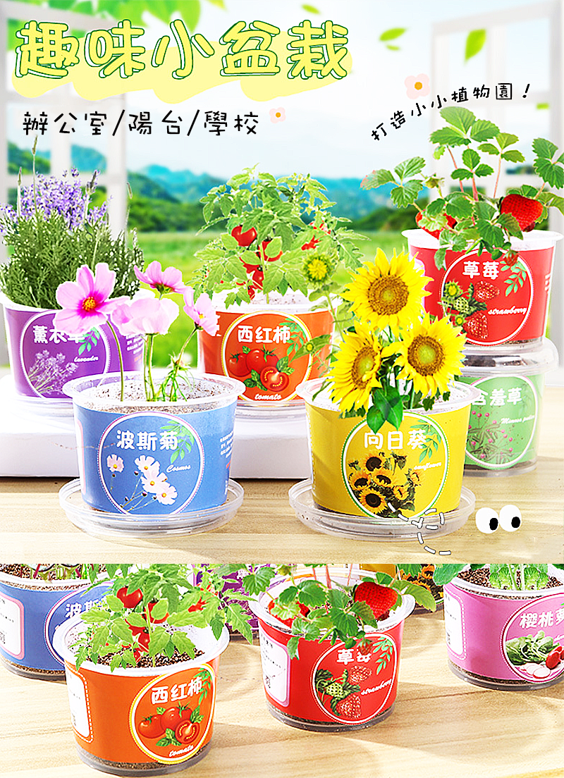 巧巧杯迷你小盆栽 EC1317