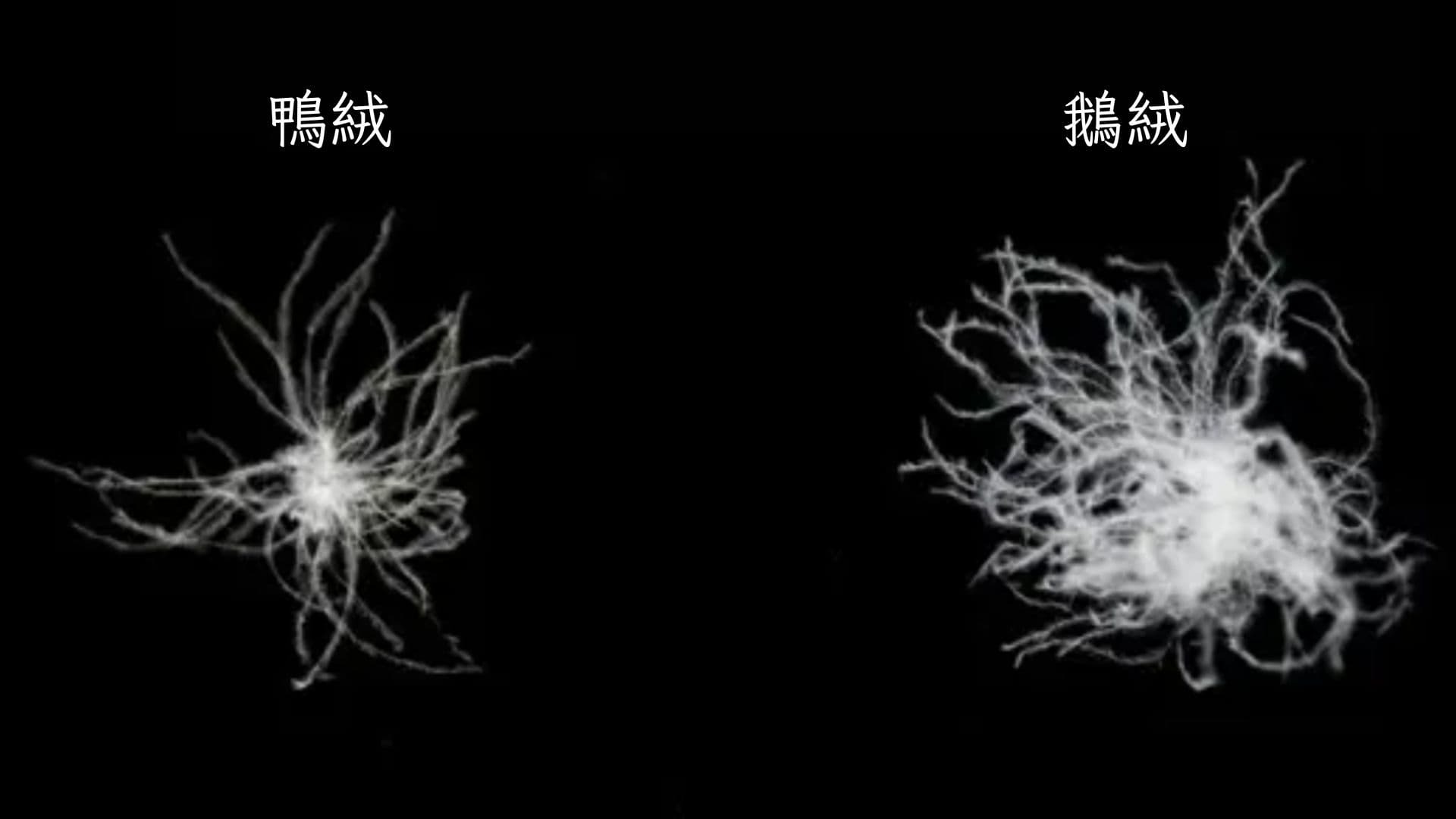 FP 850 高規 鵝絨木乃伊式睡袋