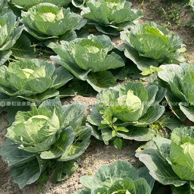 本地有機椰菜