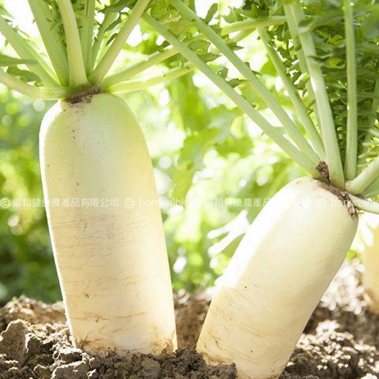 本地有機白蘿蔔