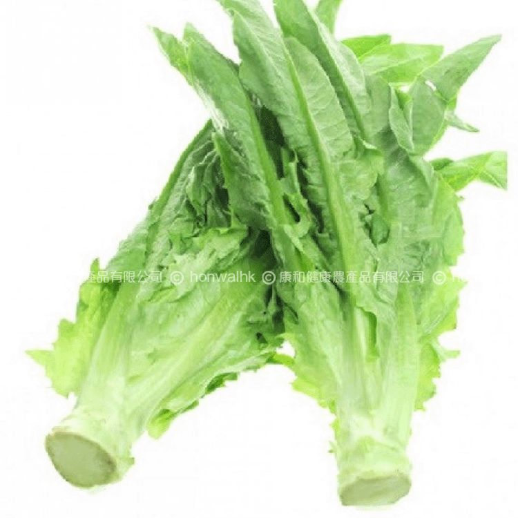 本地有機油麥菜