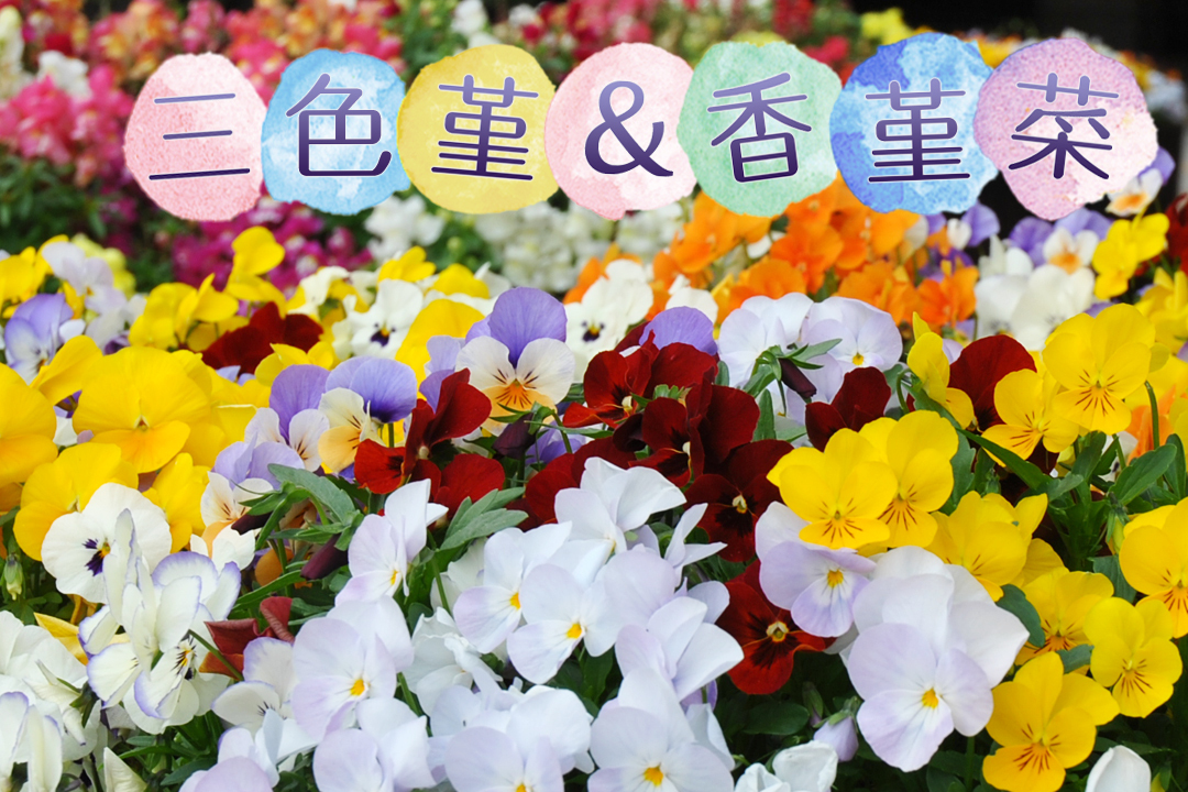 三色堇&香堇菜