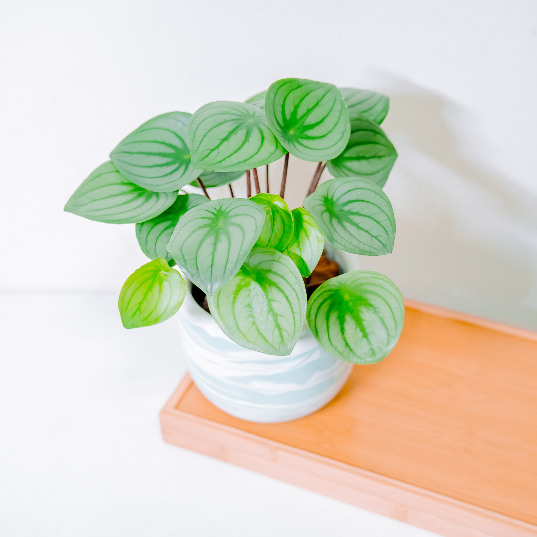 『5寸』大西瓜皮椒草｜中型尺寸｜自選盆器