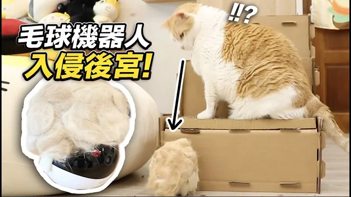 ebo,寵物攝影機,居家攝影機,監視器,貓,狗,寵物,廣角鏡頭,高清, ebo r差別, rola petpal 台灣, ROLA PetPal 寵物陪伴機器人, rola petpal review, rolarola台灣,