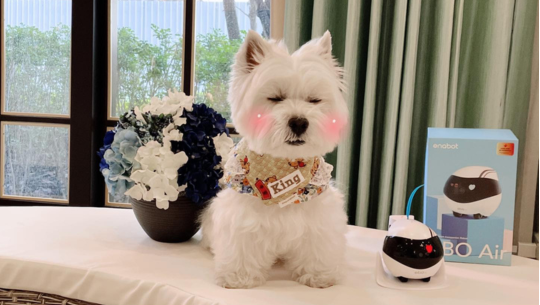 ebo,寵物攝影機,居家攝影機,監視器,貓,狗,寵物,廣角鏡頭,高清