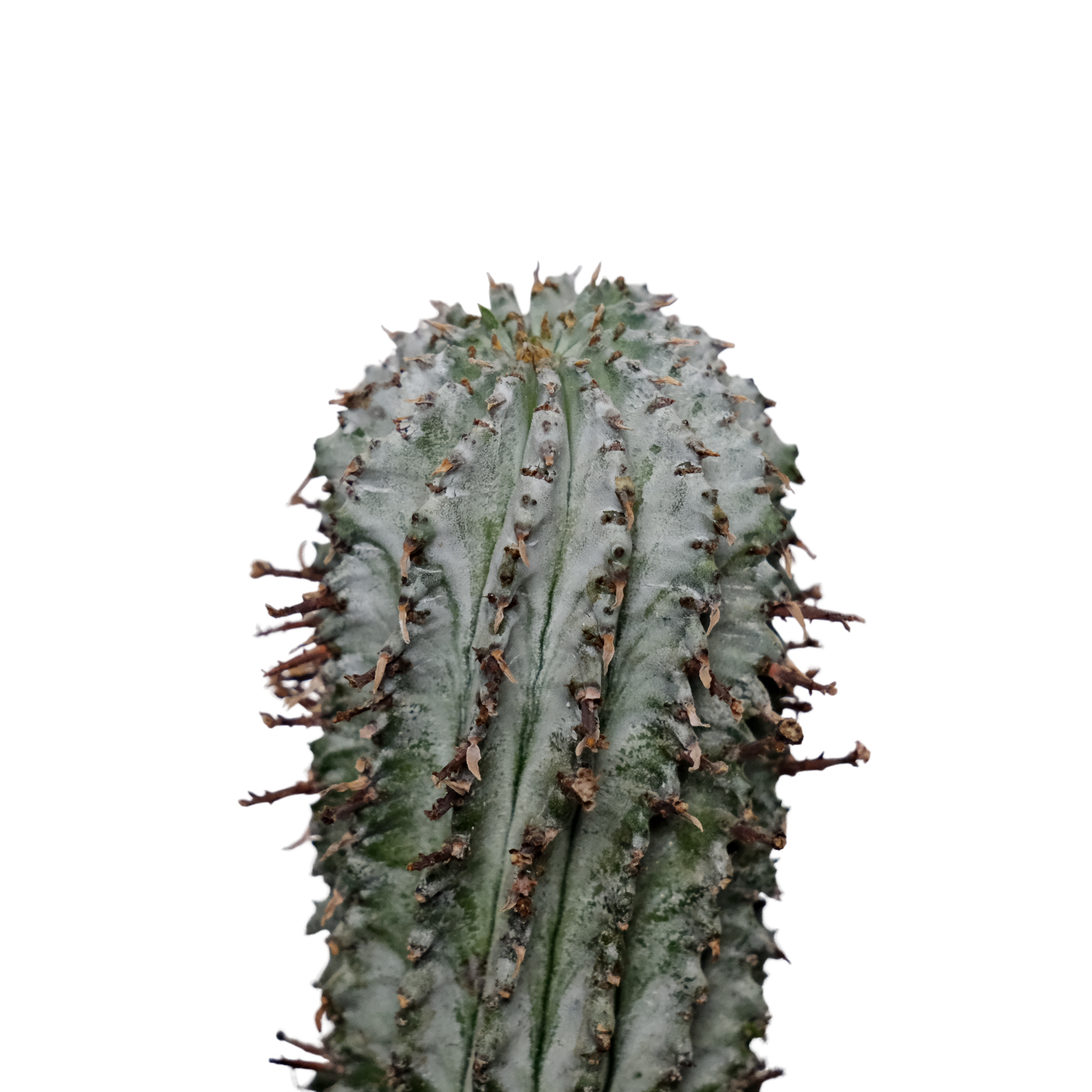 白衣魁偉玉Euphorbia horrida