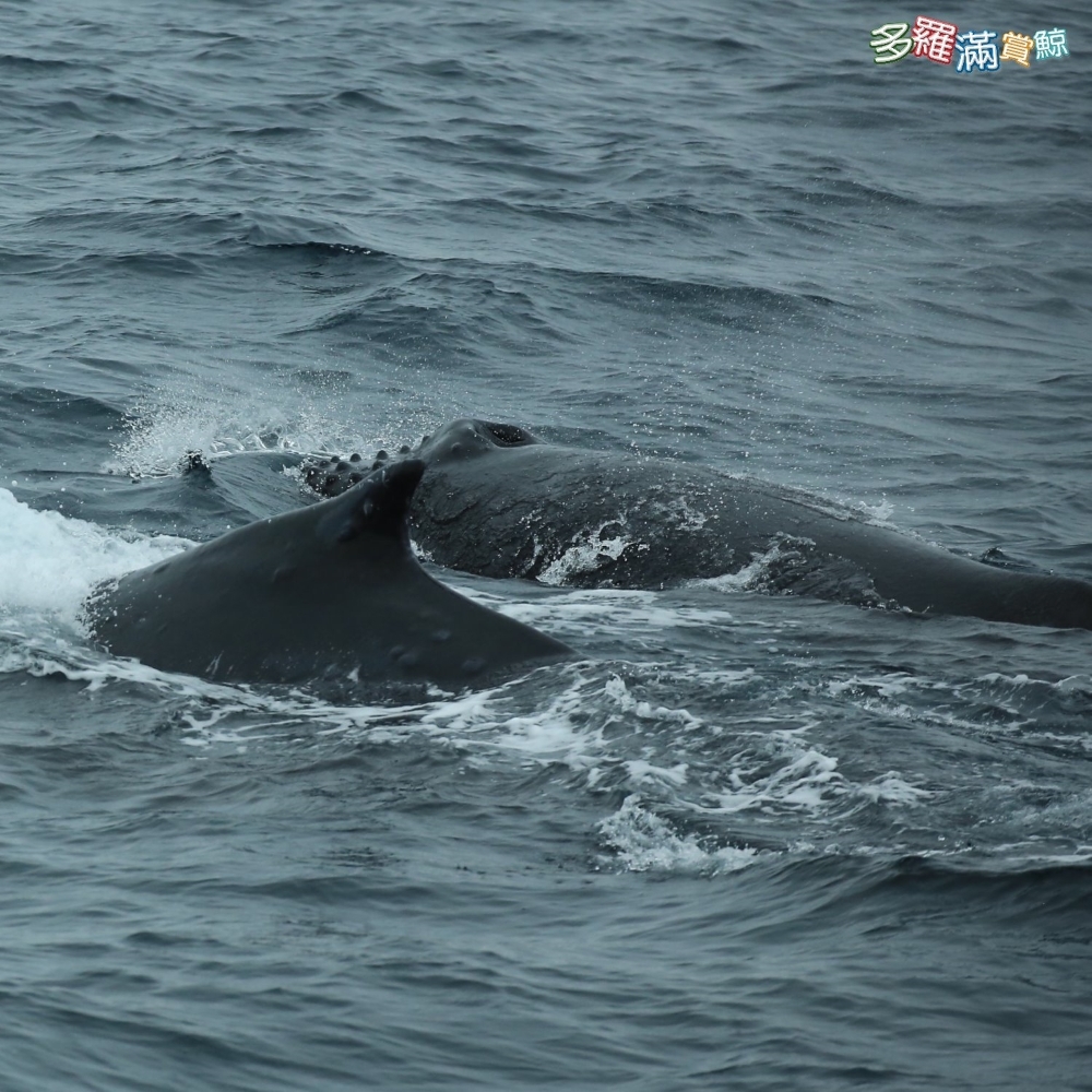 【花蓮】多羅滿賞鯨 雙人搭乘券 Ⓗ
