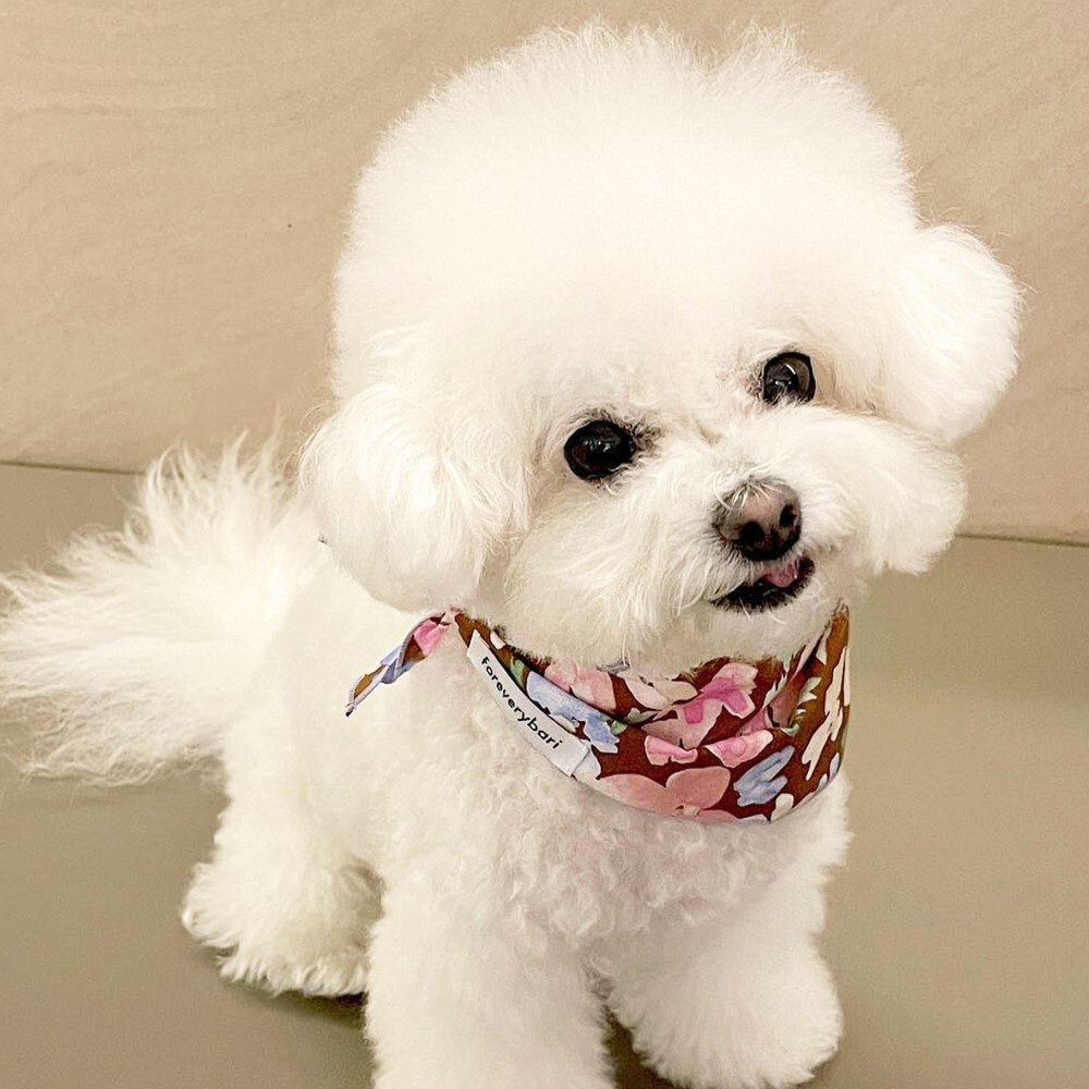 foreverybari new york 玫瑰花圍巾 (棕色)