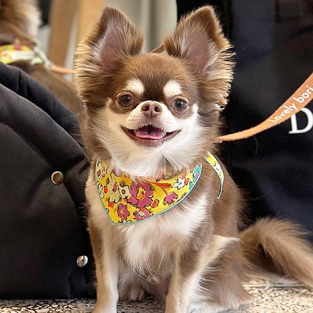 foreverybari new york 蘇珊碎花圍巾 (黃色)