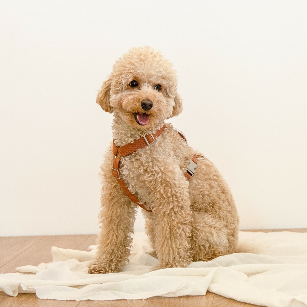 foreverybari new york 紐約紐約經典系列胸背 (駱駝褐)